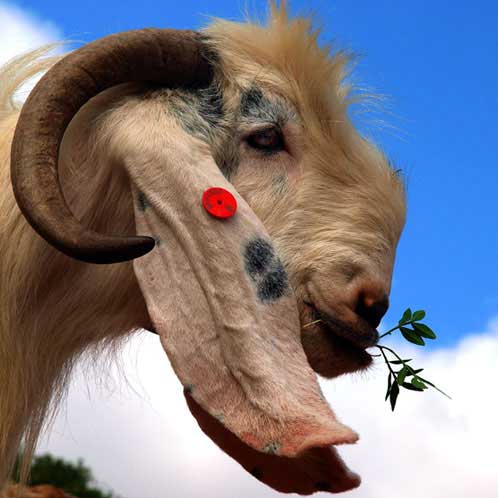 A billy goat chewing an olive leaf at Goats with the Wind farm – Galilee, Israel. Photography by Tal Gluck.